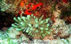 Anemone seen at Isla Mujeres seen this May 2008.  Photo t... by Bonnie Conley 